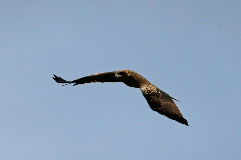 トビさんセーフ