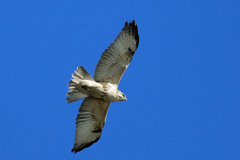 ノスリ定番写真