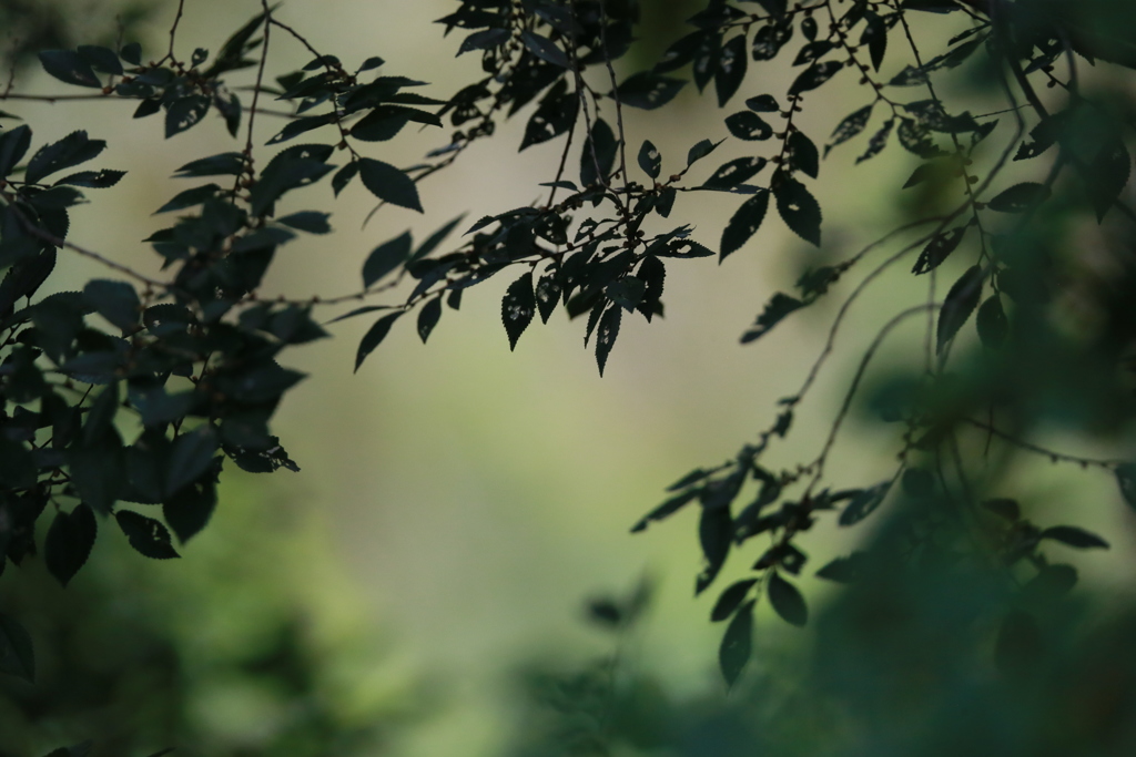 緑のシルエット