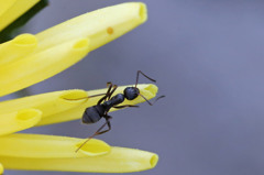 この菊美味しいに