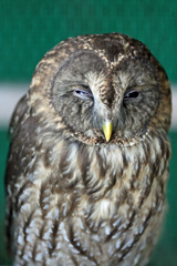 ちょっとウインク