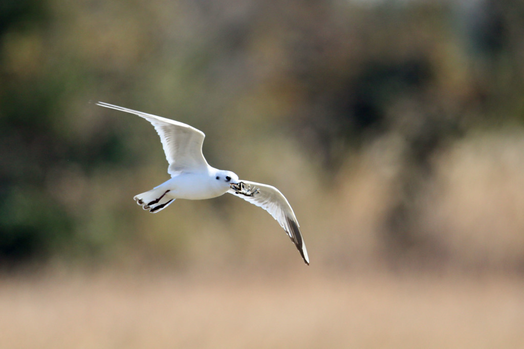 ズクロカモメカニくわえるその1