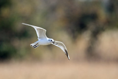 ズクロカモメカニくわえるその1