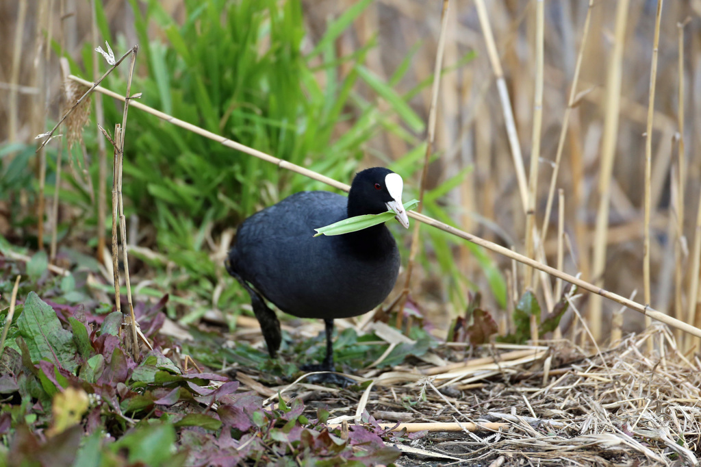 その草美味しい