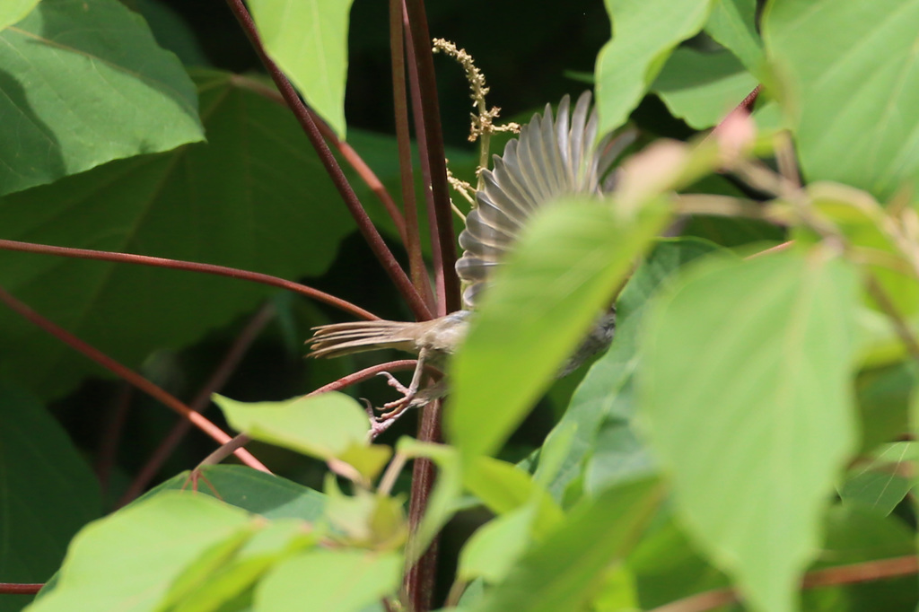 頭隠して尻隠さず5
