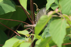 頭隠して尻隠さず5