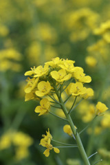 白菜の花