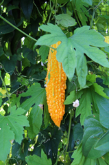 黄色くなりました