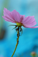 後ろの色はビニールシート