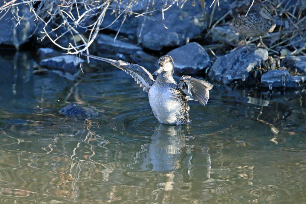 コガモ定番ポーズ