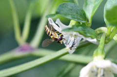その蜜うまいかえ