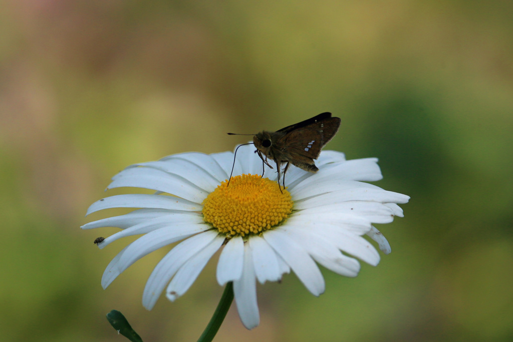 今年初めてセセリン