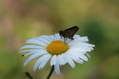 今年初めてセセリン