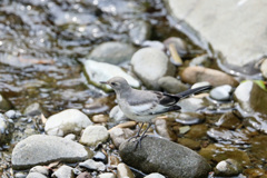 セグロセキレイ幼鳥？