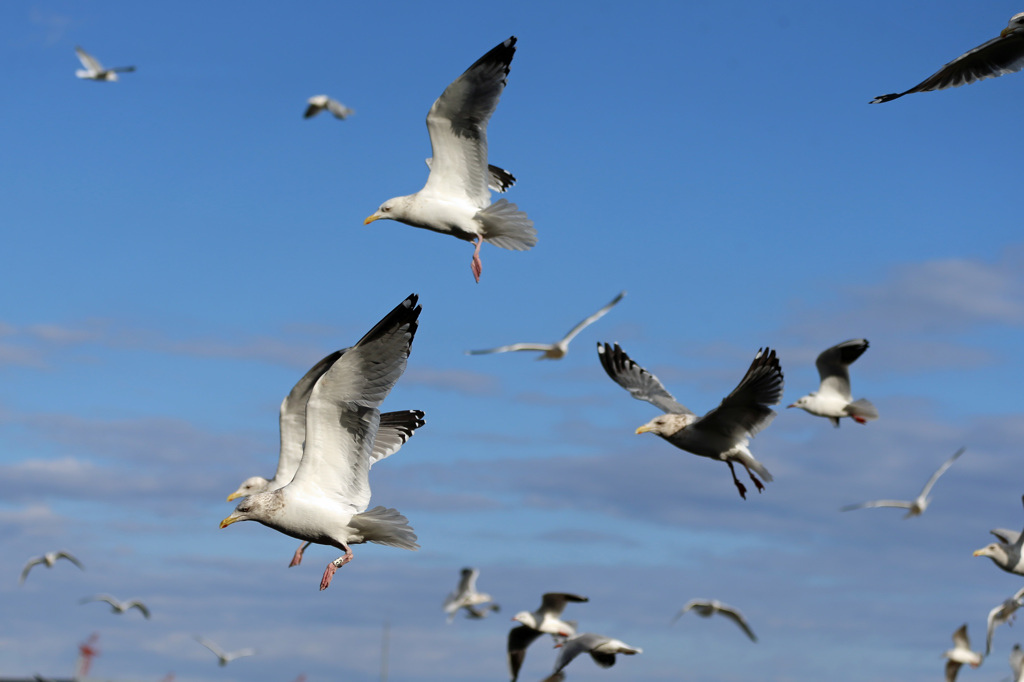 青空とセグロカモメ-2