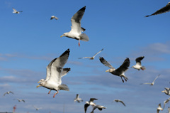 青空とセグロカモメ-2