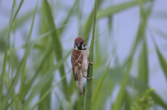 隠れてるつもり