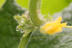 水滴の向こう側