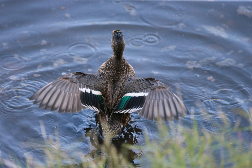 コガモシリーズ-4