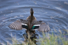 コガモシリーズ-4