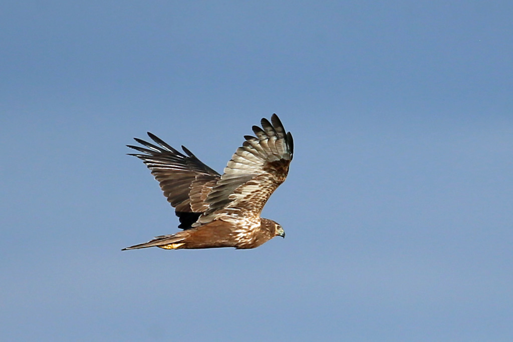 チュウヒの飛び方その1