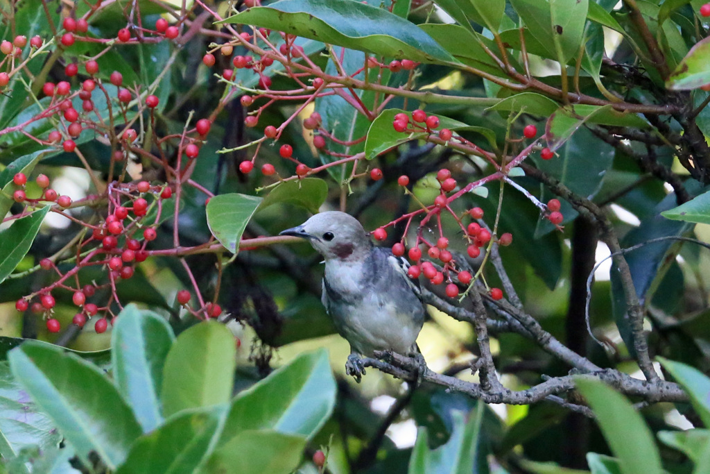 おすましポーズ