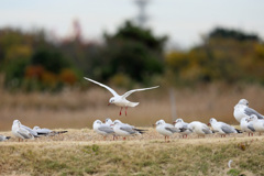 ユリカモメ整列