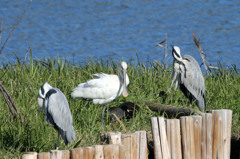 家来になったアオサギさん