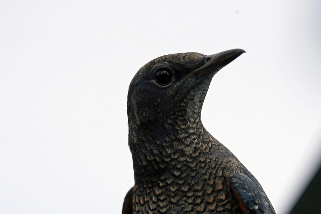 イソヒヨドリポートレート