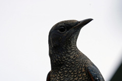 イソヒヨドリポートレート