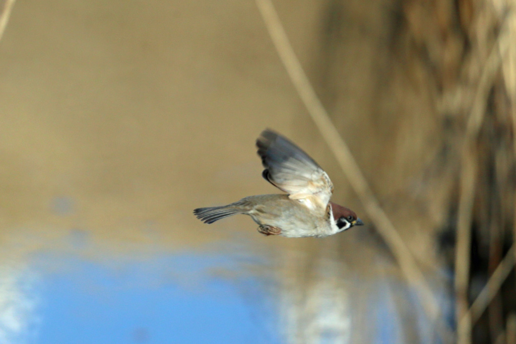 スズメ飛行中