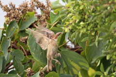 頭突っ込んでます