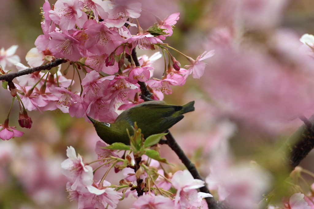 逆さになって蜜を吸うその2