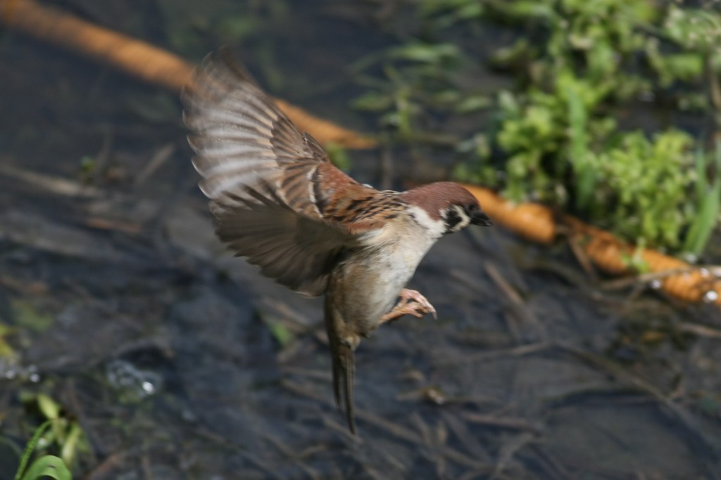 スズメのホバリングかな？