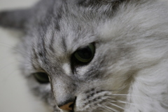 瞳の中に映るもの