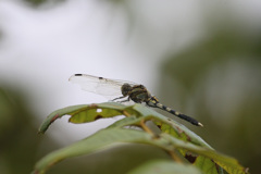 たぶんシオカラトンボ♀