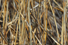 オオジュリン-3