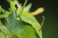 見えない蜘蛛の糸