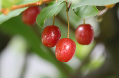 ヒヨドリ大好物