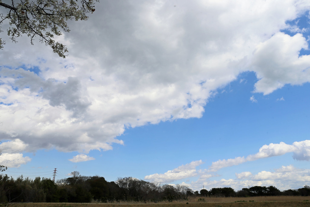 いつものフィールド行徳鳥獣保護区