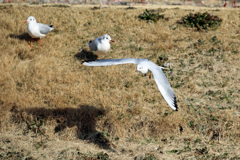 ユリカモメ飛び出し