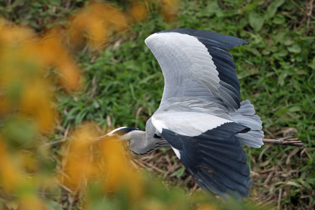 アオサギさんにも秋が来た
