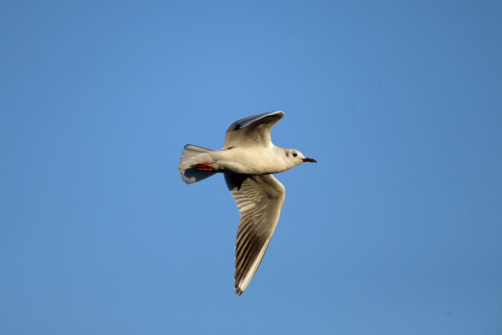 青空とユリカモメ