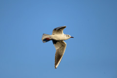 青空とユリカモメ