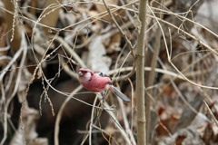 ベニマシコ♂-4