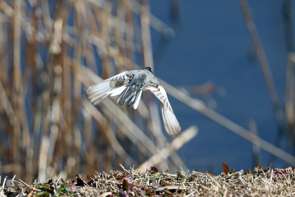 セグロセキレイ背中-1