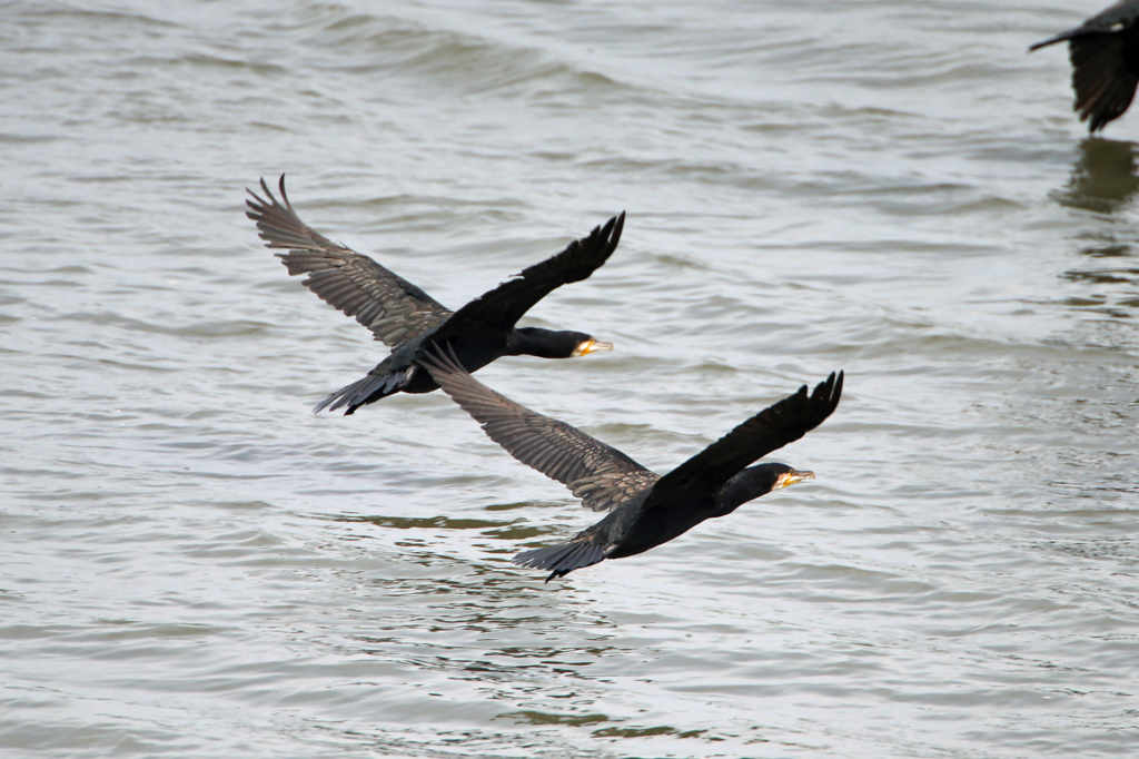 一緒に飛ぼうよ