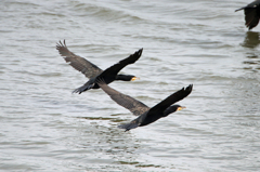 一緒に飛ぼうよ