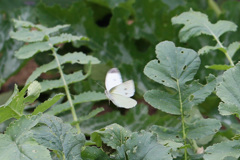 大根葉っぱにモンシロチョウ