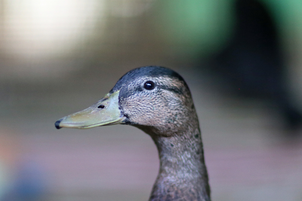 ポートレート-8